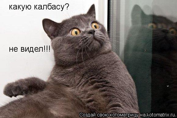 какую калбасу? не видел!!!... Котоматрица: какую калбасу? не видел!!!
