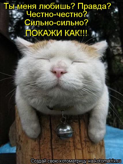 Котоматрица: Ты меня любишь? Правда? Честно-честно? Сильно-сильно? ПОКАЖИ КАК!!!