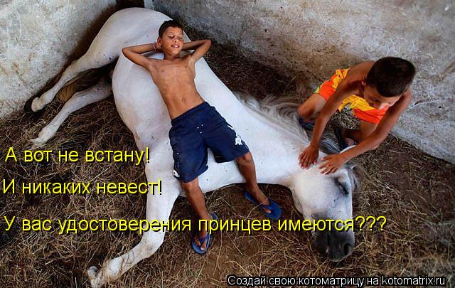 А вот не встану! И никаких невест! У вас удостоверения принцев имеются???... Котоматрица: А вот не встану! И никаких невест! У вас удостоверения принцев имеются???