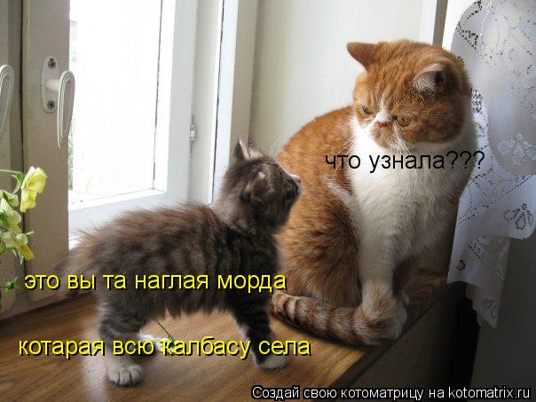 котарая всю калбасу села это вы та наглая морда что узнала???... Котоматрица: котарая всю калбасу села это вы та наглая морда что узнала???