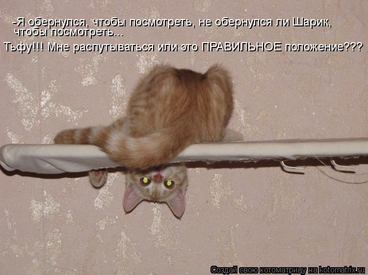 чтобы посмотреть... Тьфу!!! Мне распутываться или это ПРАВИЛЬНОЕ положение??? -Я обернулся, чтобы пос... Котоматрица: чтобы посмотреть... Тьфу!!! Мне распутываться или это ПРАВИЛЬНОЕ положение??? -Я обернулся, чтобы посмотреть, не обернулся ли Шарик,