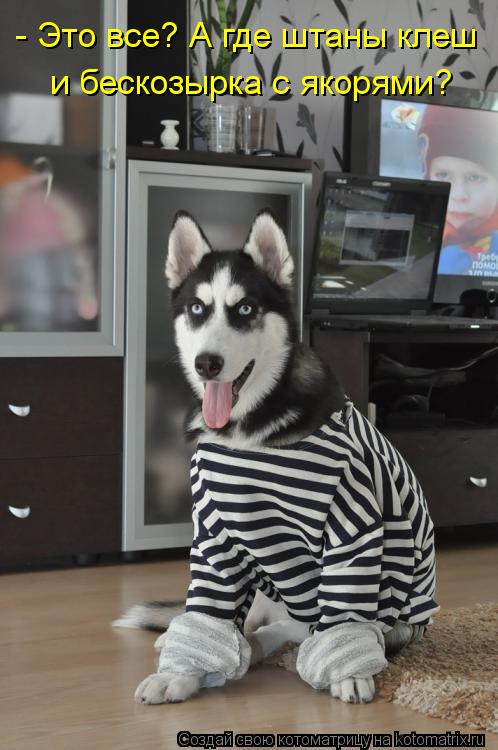 - Это все? А где штаны клеш и бескозырка с якорями?... Котоматрица: - Это все? А где штаны клеш и бескозырка с якорями?