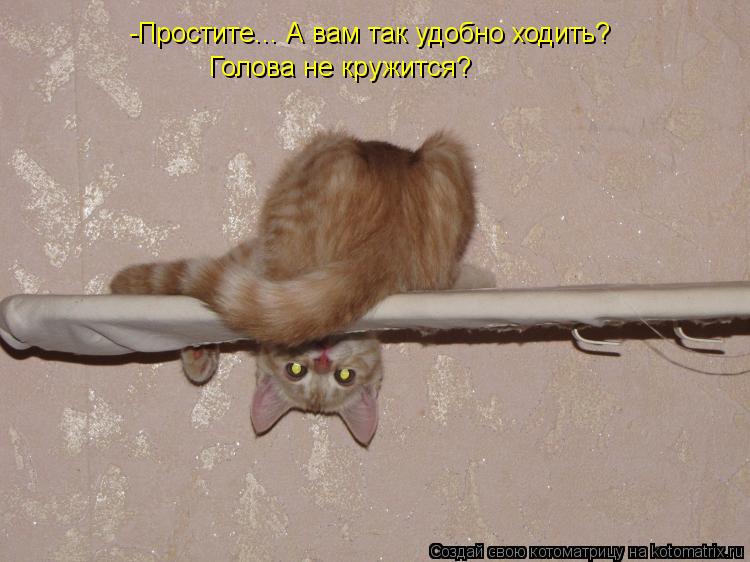 -Простите... А вам так удобно ходить? Голова не кружится?... Котоматрица: -Простите... А вам так удобно ходить? Голова не кружится?
