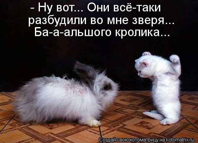 - Ну вот... Они всё-таки разбудили во мне зверя... Ба-а-альшого кролика...... Котоматрица: - Ну вот... Они всё-таки разбудили во мне зверя... Ба-а-альшого кролика...