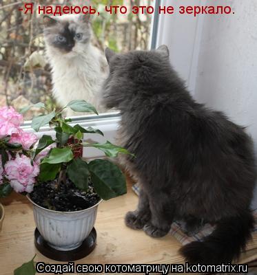 -Я надеюсь, что это не зеркало.... Котоматрица: -Я надеюсь, что это не зеркало.