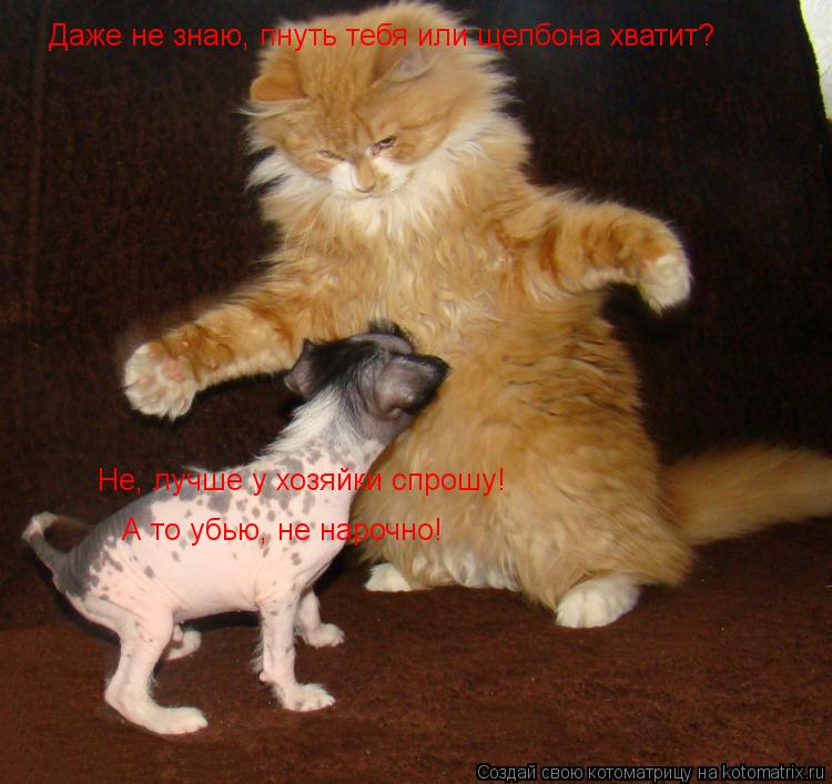 Даже не знаю, пнуть тебя или щелбона хватит? Не, лучше у хозяйки спрошу! А то убью, не нарочно!... Котоматрица: Даже не знаю, пнуть тебя или щелбона хватит? Не, лучше у хозяйки спрошу! А то убью, не нарочно!