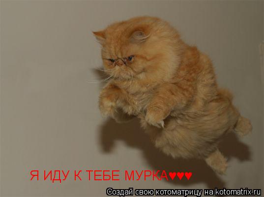 Я ИДУ К ТЕБЕ МУРКА♥♥♥... Котоматрица: Я ИДУ К ТЕБЕ МУРКА♥♥♥