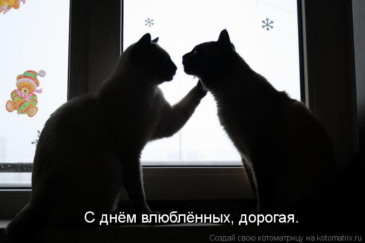 С днём влюблённых, дорогая.... Котоматрица: С днём влюблённых, дорогая.