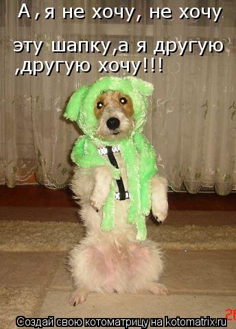 А , я не хочу, не хочу эту шапку,а я другую ,другую хочу!!!... Котоматрица: А , я не хочу, не хочу эту шапку,а я другую ,другую хочу!!!