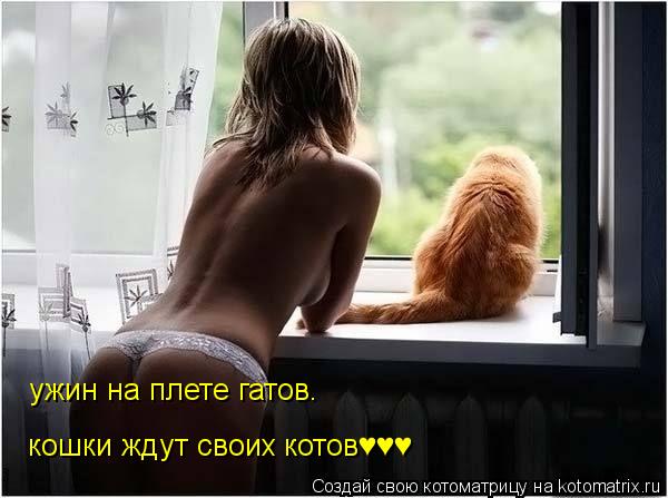 ужин на плете гатов. кошки ждут своих котов♥♥♥... Котоматрица: ужин на плете гатов. кошки ждут своих котов♥♥♥
