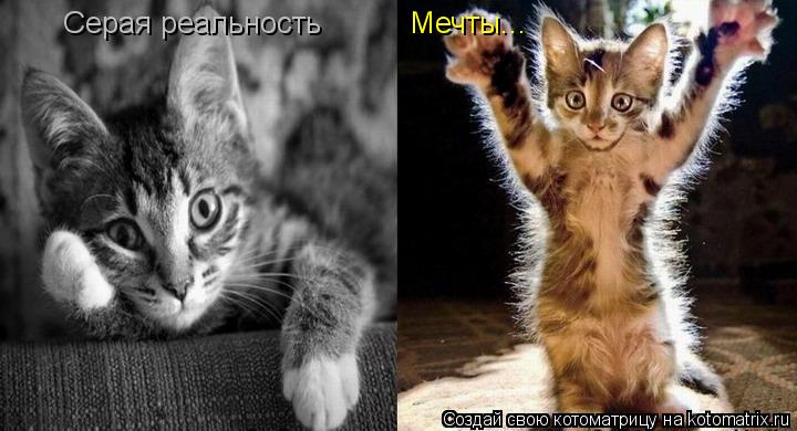 Серая реальность Мечты...... Котоматрица: Серая реальность Мечты...