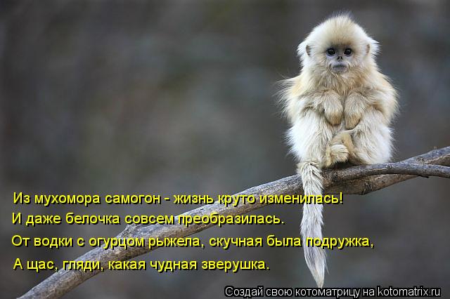 Из мухомора самогон - жизнь круто изменилась! И даже белочка совсем преобразилась. От водки с огурцом... Котоматрица: Из мухомора самогон - жизнь круто изменилась! И даже белочка совсем преобразилась. От водки с огурцом рыжела, скучная была подружка, А щас, г
