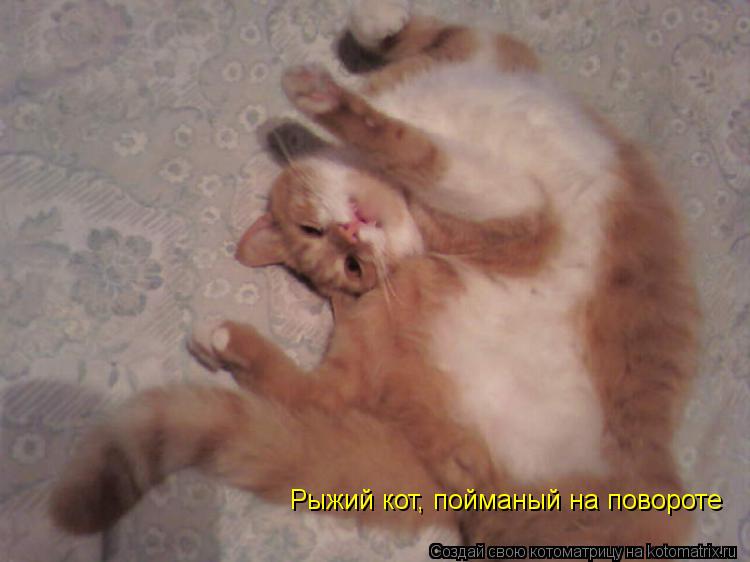 Рыжий кот, пойманый на повороте... Котоматрица: Рыжий кот, пойманый на повороте