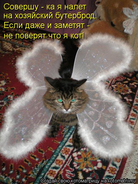 Совершу - ка я налет на хозяйский бутерброд. Если даже и заметят - не поверят что я кот!... Котоматрица: Совершу - ка я налет на хозяйский бутерброд. Если даже и заметят - не поверят что я кот!