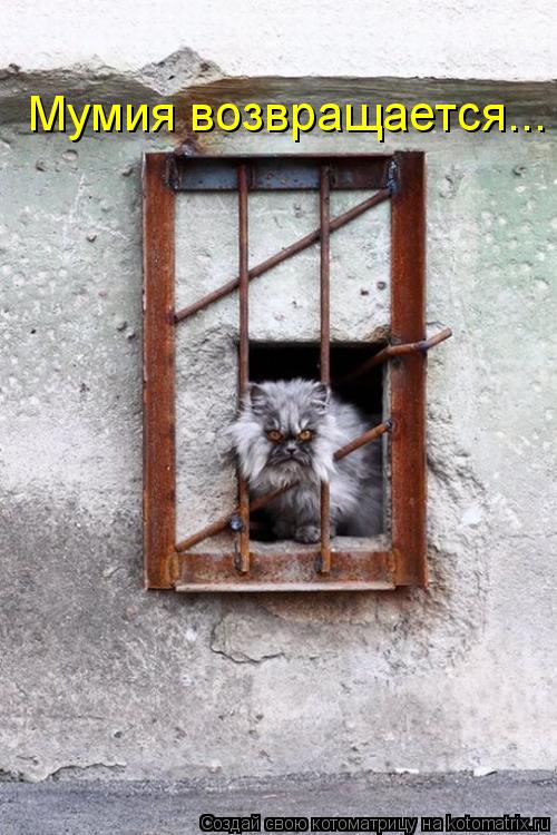 Мумия возвращается...... Котоматрица: Мумия возвращается...