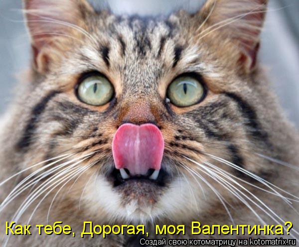 Как тебе, Дорогая, моя Валентинка?... Котоматрица: Как тебе, Дорогая, моя Валентинка?