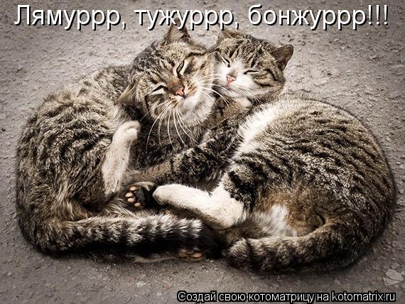 Лямуррр, тужуррр, бонжуррр!!!... Котоматрица: Лямуррр, тужуррр, бонжуррр!!!