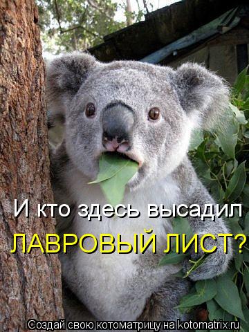 И кто здесь высадил ЛАВРОВЫЙ ЛИСТ?... Котоматрица: И кто здесь высадил ЛАВРОВЫЙ ЛИСТ?