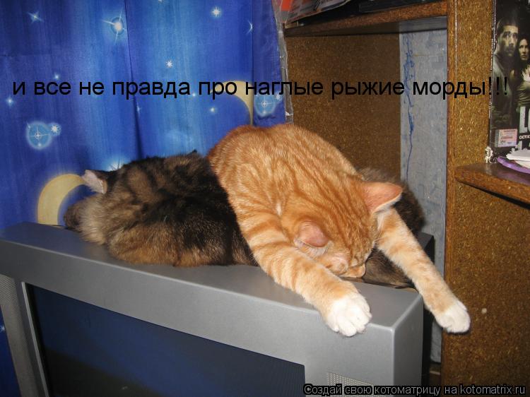 и все не правда про наглые рыжие морды!!!... Котоматрица: и все не правда про наглые рыжие морды!!!
