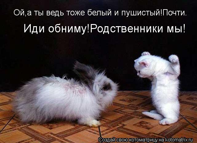 Ой,а ты ведь тоже белый и пушистый!Почти. Иди обниму!Родственники мы!... Котоматрица: Ой,а ты ведь тоже белый и пушистый!Почти. Иди обниму!Родственники мы!