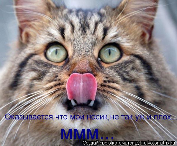 Оказывается,что мои носик,не так уж и плох... ммм...... Котоматрица: Оказывается,что мои носик,не так уж и плох... ммм...