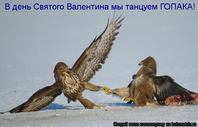 В день Святого Валентина мы танцуем ГОПАКА!... Котоматрица: В день Святого Валентина мы танцуем ГОПАКА!