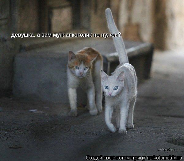 девушка, а вам муж алкоголик не нужен?... Котоматрица: девушка, а вам муж алкоголик не нужен?
