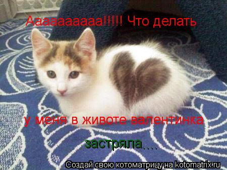 Аааааааааа!!!!! Что делать у меня в животе валентинка у меня в животе валентинка застряла ....... Котоматрица: Аааааааааа!!!!! Что делать у меня в животе валентинка у меня в животе валентинка застряла ....