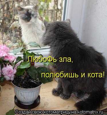 ЛюбоФь зла, полюбишь и кота!... Котоматрица: ЛюбоФь зла, полюбишь и кота!