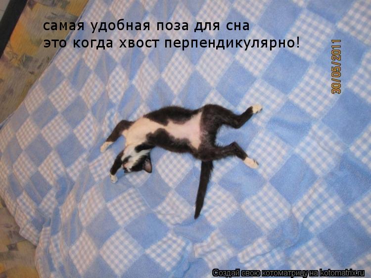 самая удобная поза для сна это когда хвост перпендикулярно!... Котоматрица: самая удобная поза для сна это когда хвост перпендикулярно!