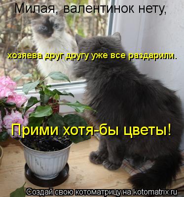 Милая, валентинок нету, хозяева друг другу уже все раздарили. Прими хотя-бы цветы!... Котоматрица: Милая, валентинок нету, хозяева друг другу уже все раздарили. Прими хотя-бы цветы!