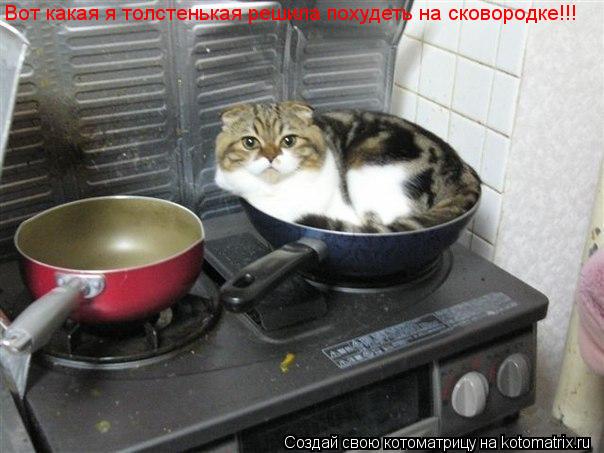 Вот какая я толстенькая решила похудеть на сковородке!!!... Котоматрица: Вот какая я толстенькая решила похудеть на сковородке!!!