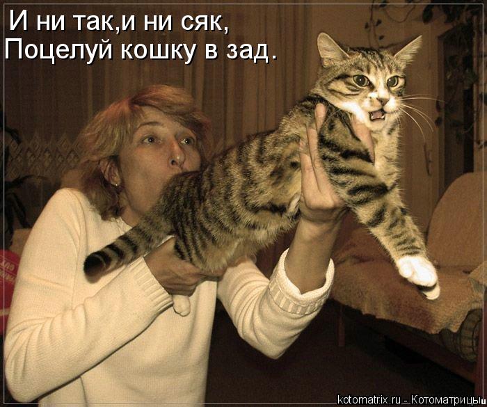 И ни так,и ни сяк, Поцелуй кошку в зад.... Котоматрица: И ни так,и ни сяк, Поцелуй кошку в зад.