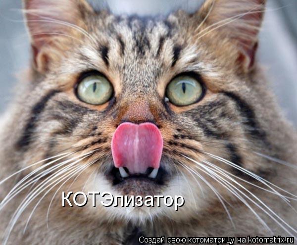 КОТЭлизатор... Котоматрица: КОТЭлизатор