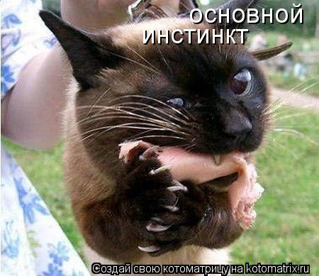 основной инстинкт... Котоматрица: основной инстинкт
