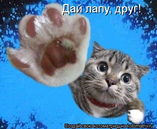 Дай лапу, друг!... Котоматрица: Дай лапу, друг!