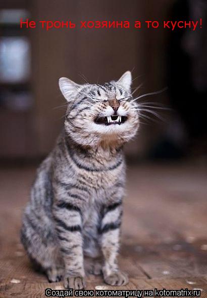 Не тронь хозяина а то кусну!... Котоматрица: Не тронь хозяина а то кусну!