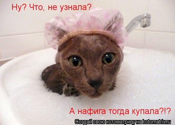 Ну? Что, не узнала? А нафига тогда купала?!?... Котоматрица: Ну? Что, не узнала? А нафига тогда купала?!?