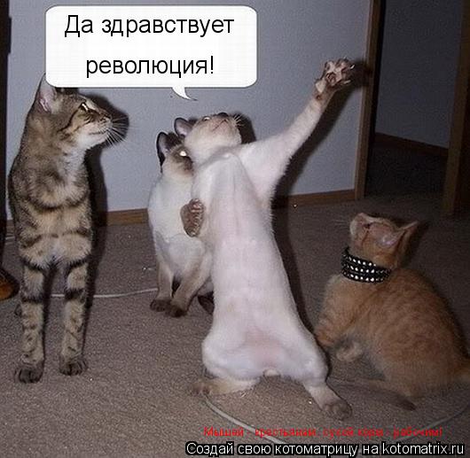Да здравствует революция! Мышей - крестьянам, сухой корм - рабочим!... Котоматрица: Да здравствует революция! Мышей - крестьянам, сухой корм - рабочим!