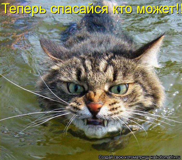 Теперь спасайся кто может!!!... Котоматрица: Теперь спасайся кто может!!!