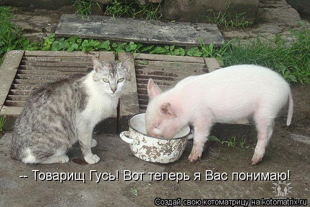 -- Товарищ Гусь! Вот теперь я Вас понимаю!... Котоматрица: -- Товарищ Гусь! Вот теперь я Вас понимаю!