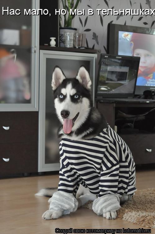 Нас мало, но мы в тельняшках!... Котоматрица: Нас мало, но мы в тельняшках!
