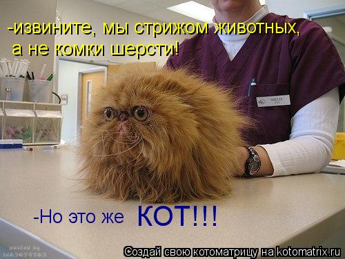 -извините, мы стрижом животных, а не комки шерсти! -Но это же КОТ!!!... Котоматрица: -извините, мы стрижом животных, а не комки шерсти! -Но это же КОТ!!!