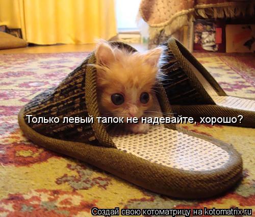 Только левый тапок не надевайте, хорошо?... Котоматрица: Только левый тапок не надевайте, хорошо?