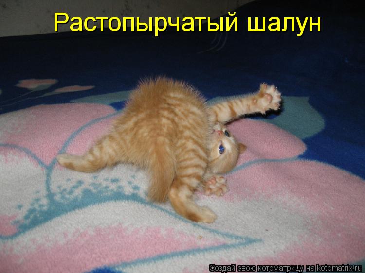 Растопырчатый шалун... Котоматрица: Растопырчатый шалун