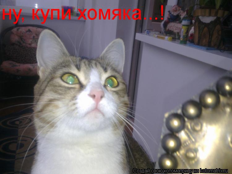 ну, купи хомяка...!... Котоматрица: ну, купи хомяка...!