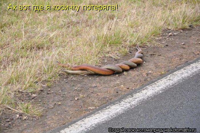 Котоматрица: Ах вот где я косичку потеряла!