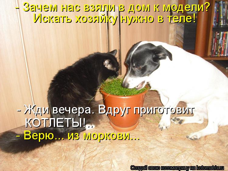 Котоматрица: - Зачем нас взяли в дом к модели? Искать хозяйку нужно в теле! - Жди вечера. Вдруг приготовит КОТЛЕТЫ!.. - Верю... из моркови...