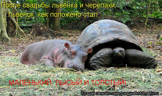 Котоматрица: После свадьбы львёнка и черепахи... ...львёнок, как положено стал МАЛЕНЬКИЙ, ЛЫСЫЙ И ТОЛСТЫЙ!
