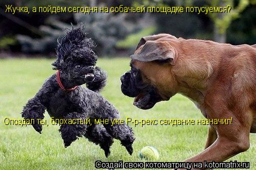 Котоматрица: Жучка, а пойдём сегодня на собачьей площадке потусуемся? Опоздал ты, блохастый, мне уже Р-р-рекс свидание назначил!